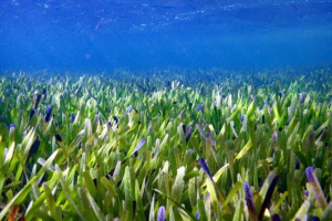 Seagrass Figure 2a