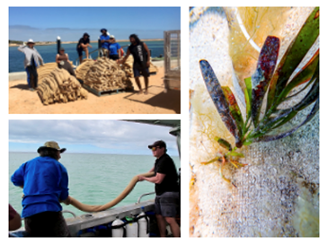 Seagrass Figure 4