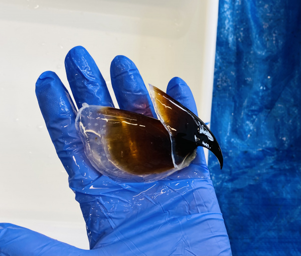 Giant Octopus squid beak ZDoubleday