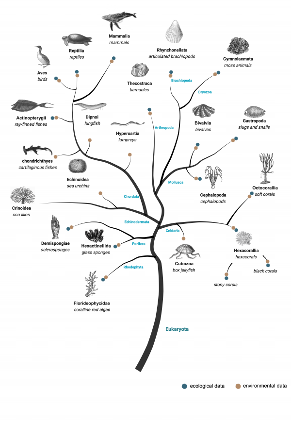 Tree of Life (simplified version) 2